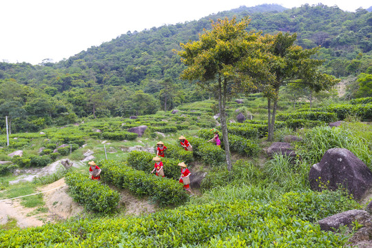 东径茶场创新项目，引领茶产业先锋发展之路