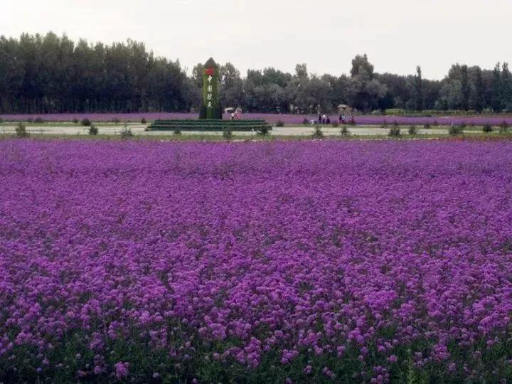 三站林场可持续发展规划，绿色生态与经济效益并重模式打造启动